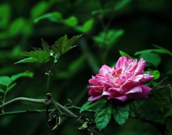 薔薇花怎么牽引爬墻,固定好主枝、延伸修剪后新枝條