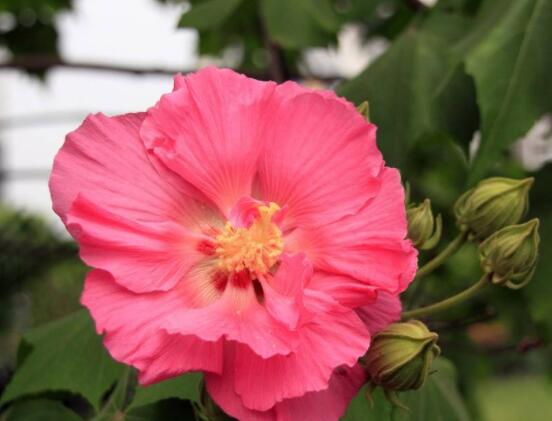 芙蓉花的花語和傳說,代表著脫俗持久、高潔之士、纖細之美
