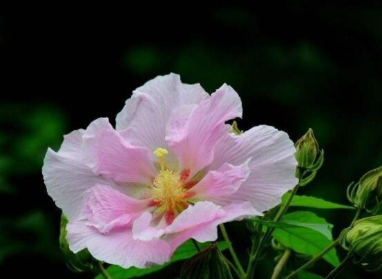 芙蓉花的花語和傳說,代表著脫俗持久、高潔之士、纖細之美