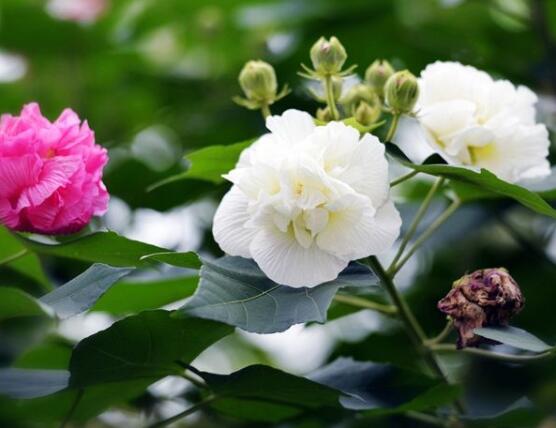 芙蓉花的花語和傳說,代表著脫俗持久、高潔之士、纖細之美