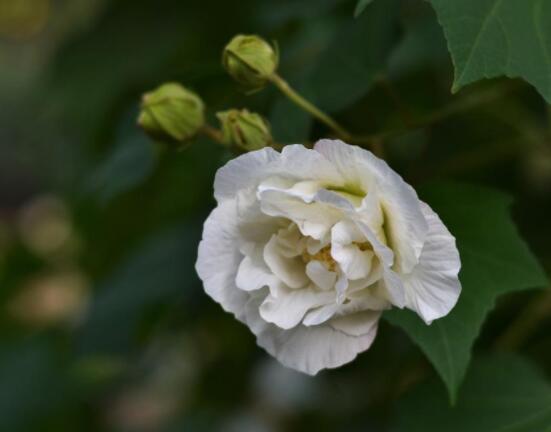 芙蓉花的花語和傳說,代表著脫俗持久、高潔之士、纖細之美