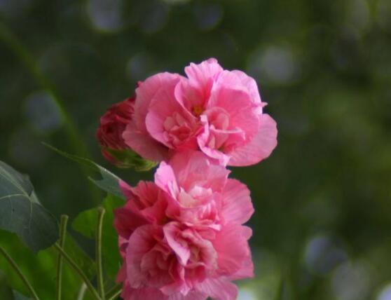 芙蓉花的花語和傳說,代表著脫俗持久、高潔之士、纖細之美