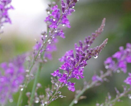 薰衣草的花語是什么,代表著心心相印、愛情的等待