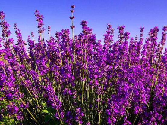 薰衣草的花語是什么,代表著心心相印、愛情的等待