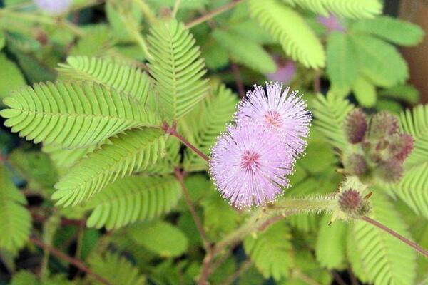 含羞草哪個(gè)部位有毒，植株內(nèi)含有毒素會導(dǎo)致脫發(fā)