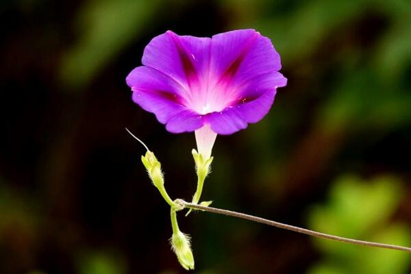 種牽牛花風(fēng)水好不好，種在家里容易招災(zāi)