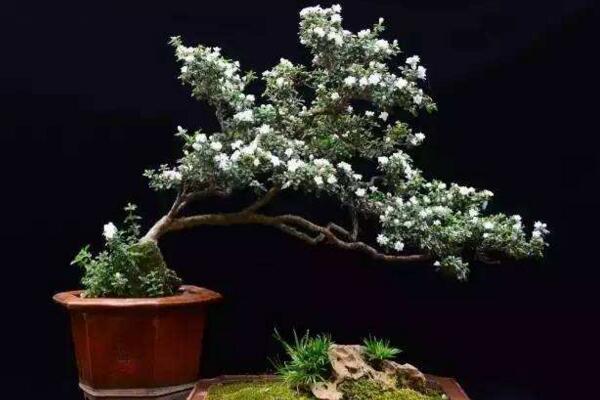 盆栽六月雪不吉利嗎,六月雪放在家里對風水沒有影響
