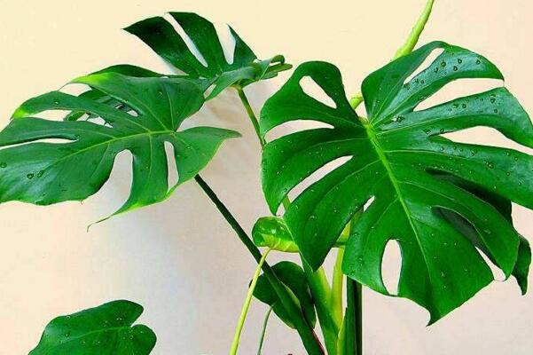 龜背竹一盆養幾棵好,根據花盆的大小形狀來決定