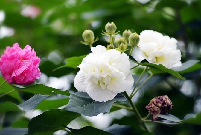 芙蓉花怎么修剪,春天和秋天剪是最好的