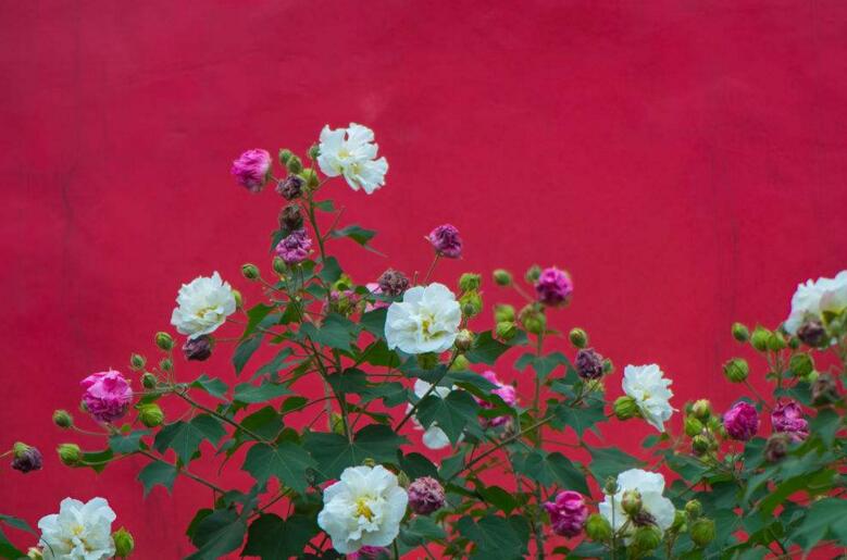芙蓉花怎么修剪,春天和秋天剪是最好的