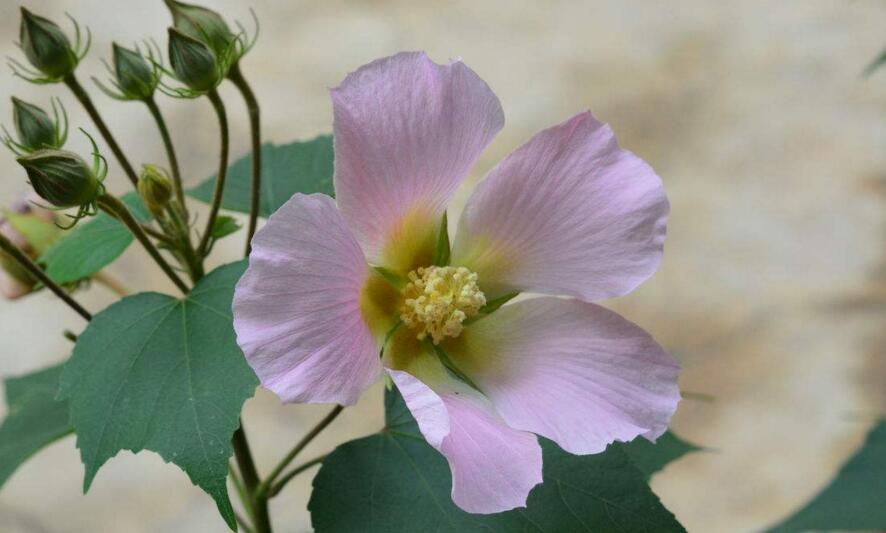 芙蓉花怎么修剪,春天和秋天剪是最好的