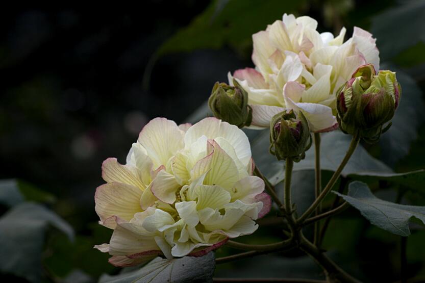 芙蓉花怎么修剪,春天和秋天剪是最好的