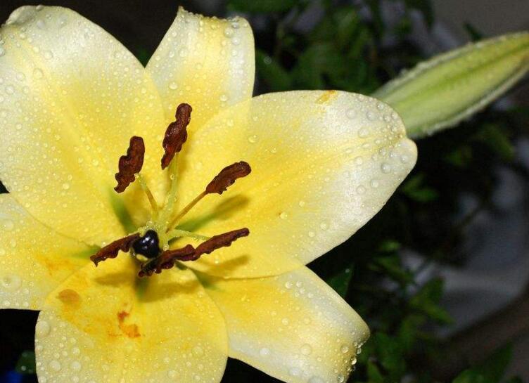 百合花的花語(yǔ)和寓意,不同顏色的寓意和花語(yǔ)都不同
