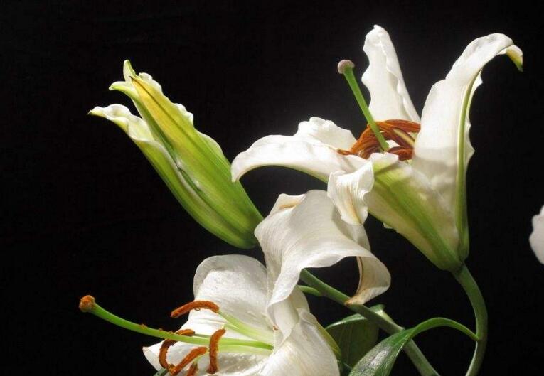 百合花的花語(yǔ)和寓意,不同顏色的寓意和花語(yǔ)都不同