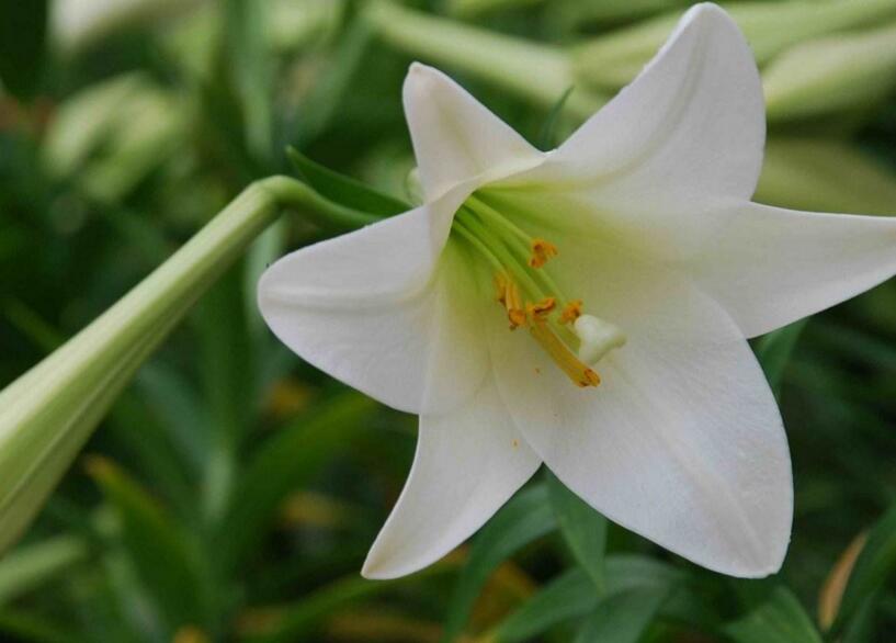 百合花的花語(yǔ)和寓意,不同顏色的寓意和花語(yǔ)都不同