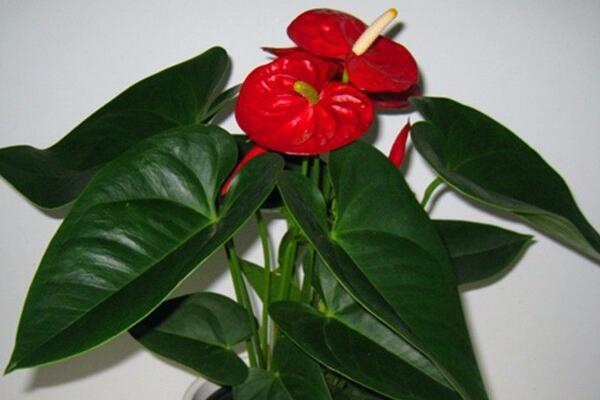 紅掌換盆后多久澆水,換盆后應(yīng)該立即澆透