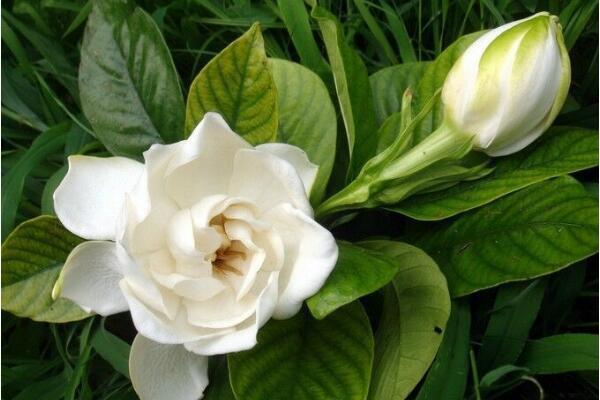 梔子花怎么養(yǎng)才長得好,四個要點教你養(yǎng)好梔子花