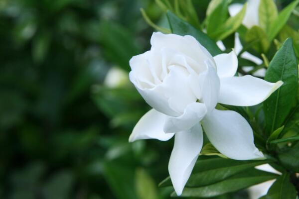 梔子花怎么養(yǎng)才長得好,四個要點教你養(yǎng)好梔子花