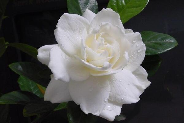 梔子花怎么養(yǎng)才長得好,四個要點教你養(yǎng)好梔子花