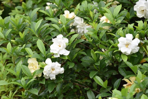 梔子花怎么養(yǎng)才長得好,四個要點教你養(yǎng)好梔子花
