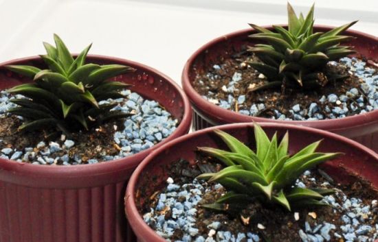蘆薈用什么盆,盆體透氣性好/結實耐用即可