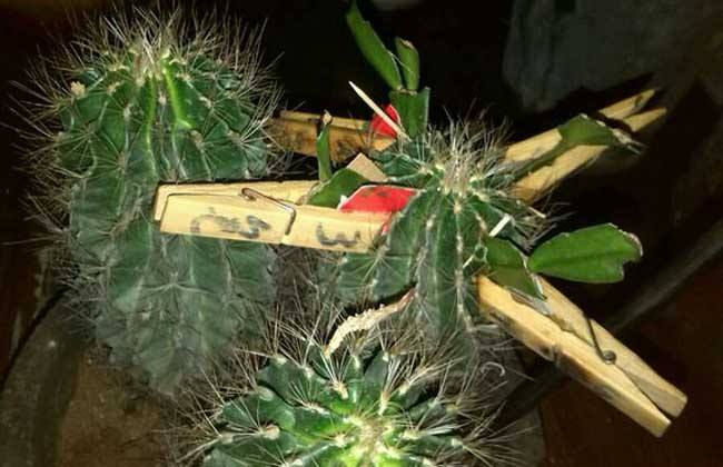 怎樣嫁接蟹爪蘭,蟹爪蘭嫁接方法介紹