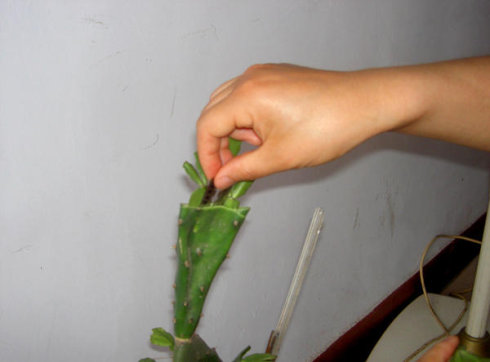 怎樣嫁接蟹爪蘭,蟹爪蘭嫁接方法介紹
