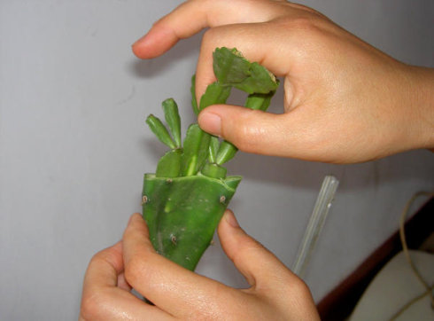 怎樣嫁接蟹爪蘭,蟹爪蘭嫁接方法介紹