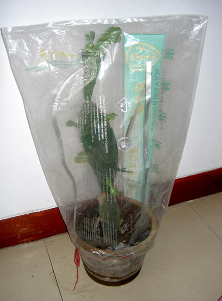怎樣嫁接蟹爪蘭,蟹爪蘭嫁接方法介紹