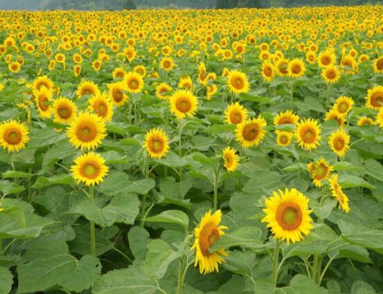 向日葵代表什么意思,代表著太陽、沉默的愛(不同朵數(shù)不同意義)