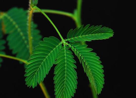 含羞草為什么一碰就合攏,因受到外界刺激細胞緊張收縮