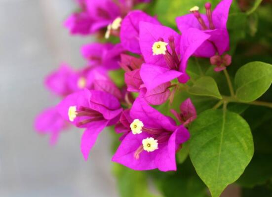 三角梅的養護,教你兩種簡單養護方法(花期前和花期后)