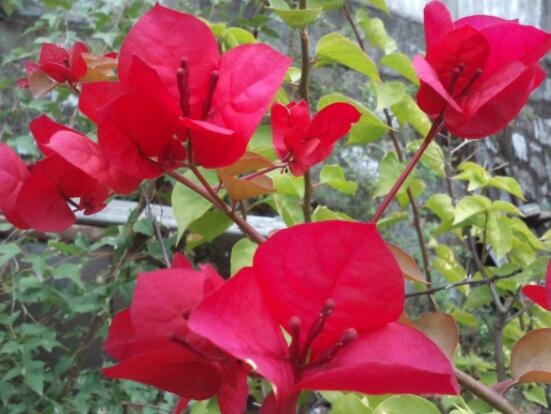 三角梅的養護,教你兩種簡單養護方法(花期前和花期后)