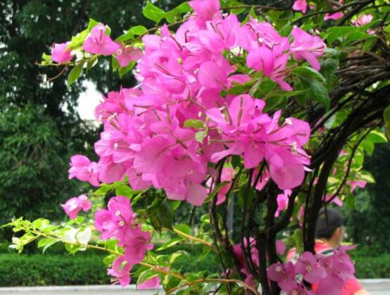 三角梅的養護,教你兩種簡單養護方法(花期前和花期后)