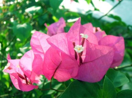 三角梅的養護,教你兩種簡單養護方法(花期前和花期后)