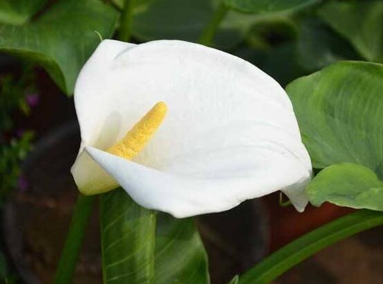 馬蹄蓮花語代表什么,代表著純潔無瑕、氣質(zhì)高雅