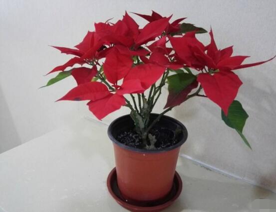 一品紅花有毒嗎,盤點兩種學說爭議(有毒與無毒)