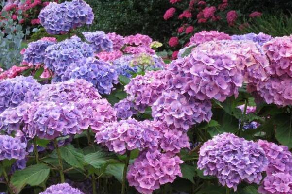 繡球花能在室內養嗎,放在室內會影響身體健康