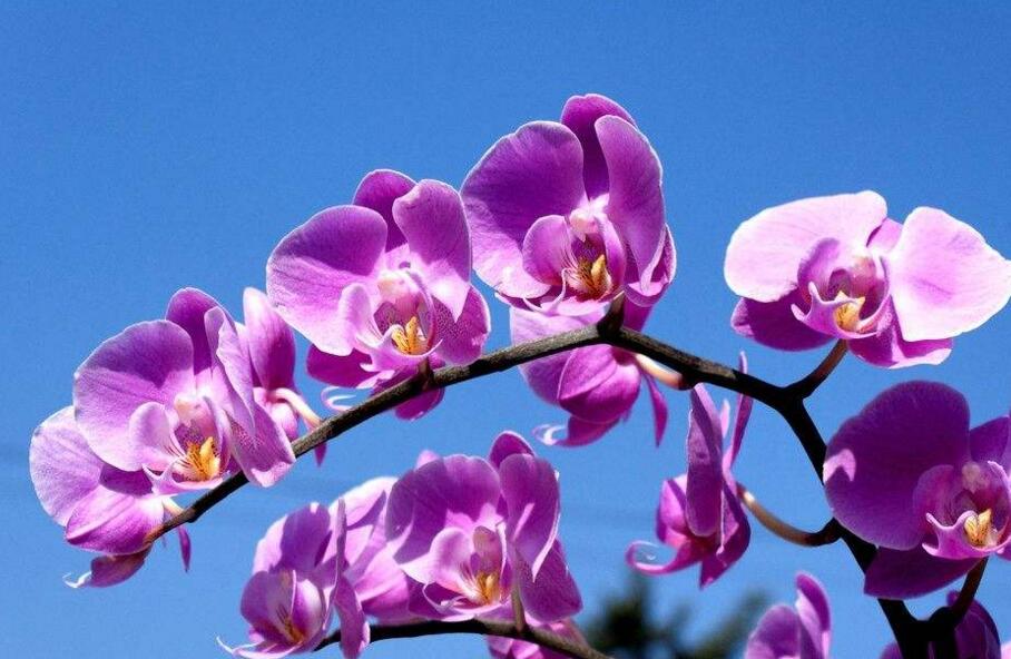 蝴蝶蘭花的養(yǎng)殖方法，及時(shí)換盆越來(lái)越生長(zhǎng)