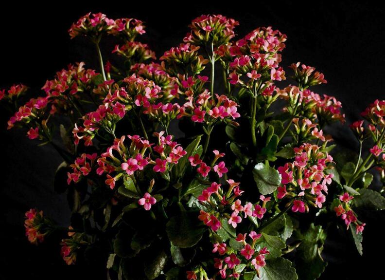 長壽花怎么養(yǎng)才旺盛,這樣養(yǎng)可以讓你的長壽花爆盆(6種技巧)