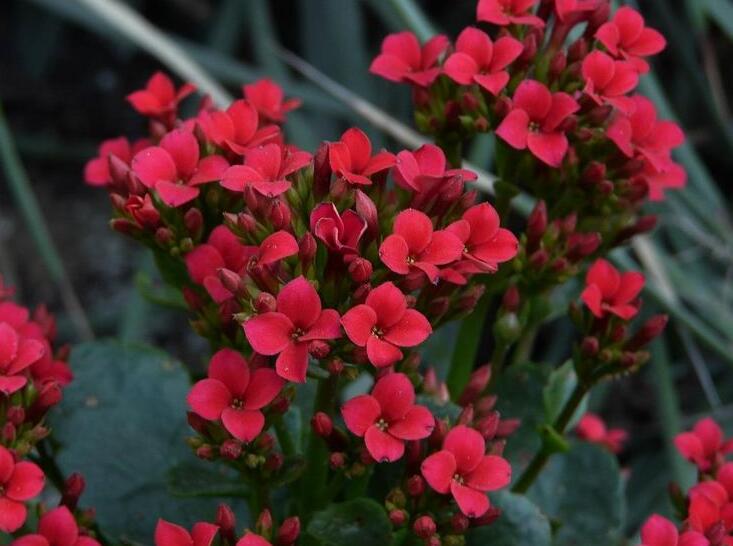 長壽花怎么養(yǎng)才旺盛,這樣養(yǎng)可以讓你的長壽花爆盆(6種技巧)