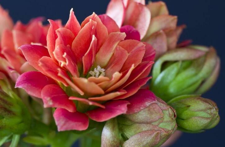長壽花怎么養(yǎng)才旺盛,這樣養(yǎng)可以讓你的長壽花爆盆(6種技巧)