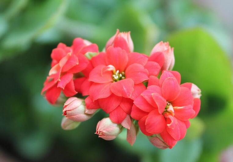 長壽花怎么養(yǎng)才旺盛,這樣養(yǎng)可以讓你的長壽花爆盆(6種技巧)