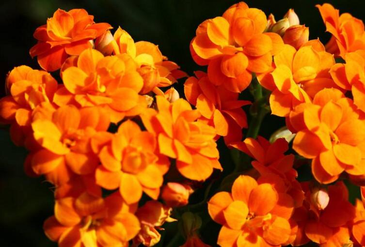 長壽花怎么養(yǎng)才旺盛,這樣養(yǎng)可以讓你的長壽花爆盆(6種技巧)