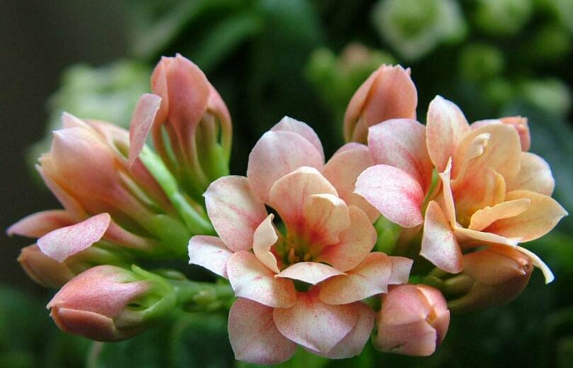 長壽花怎么養(yǎng)才旺盛,這樣養(yǎng)可以讓你的長壽花爆盆(6種技巧)