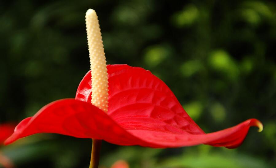 紅掌花枯萎了怎么辦,適量澆水/充足光照可以挽救