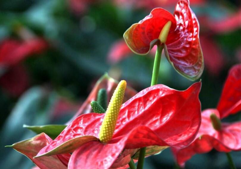 紅掌花枯萎了怎么辦,適量澆水/充足光照可以挽救