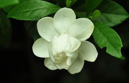 梔子花的種植方法,4種方法種植生命力旺盛