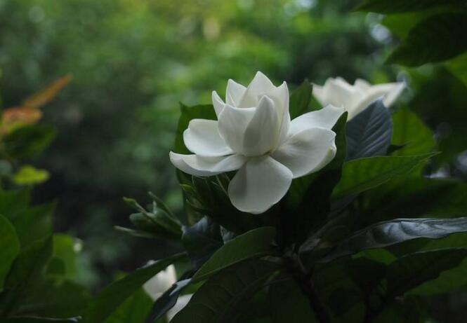 梔子花的種植方法,4種方法種植生命力旺盛