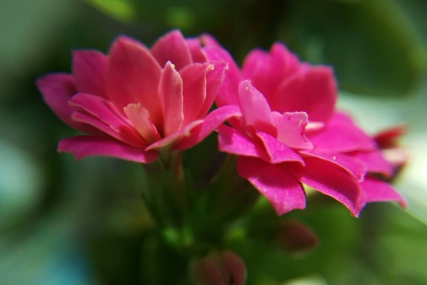 長壽花葉片有斑點是怎么回事,主要是因為病蟲害